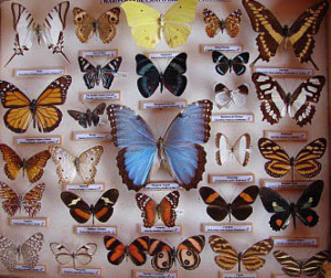 cropped-284855_213680482092605_101419813_n1.jpg