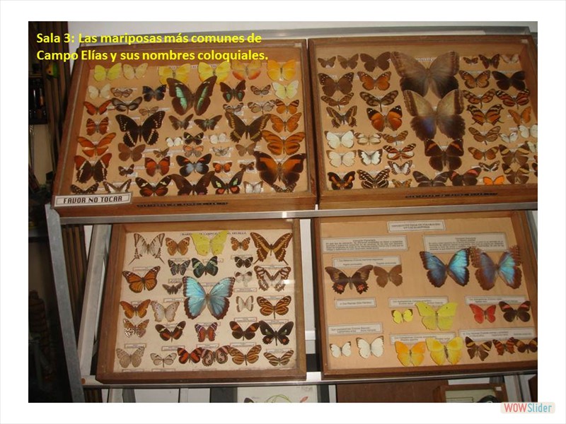 Diapositiva10