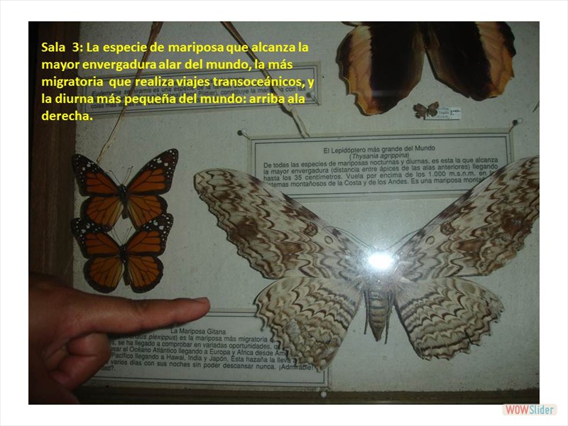 Diapositiva11