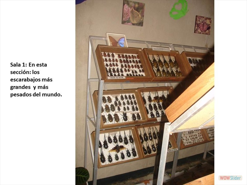 Diapositiva12