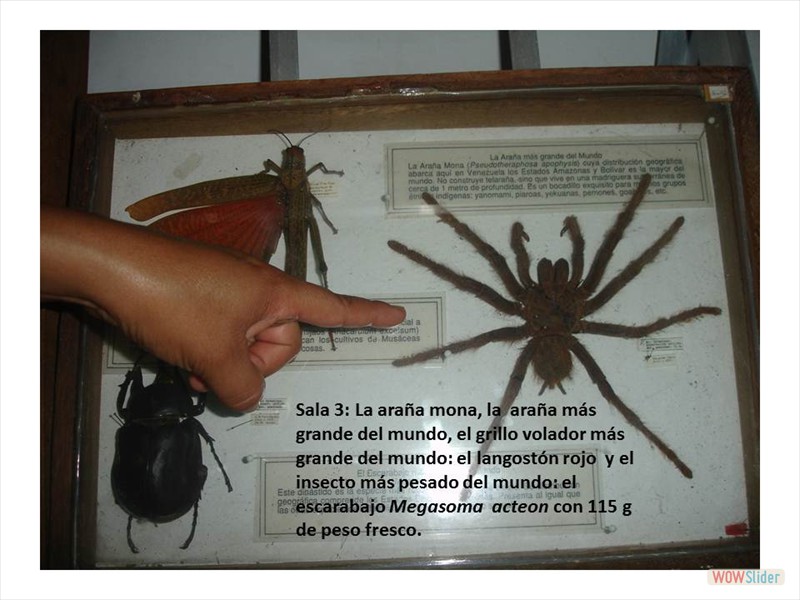 Diapositiva12