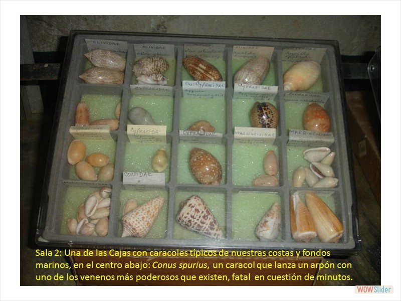 Diapositiva16