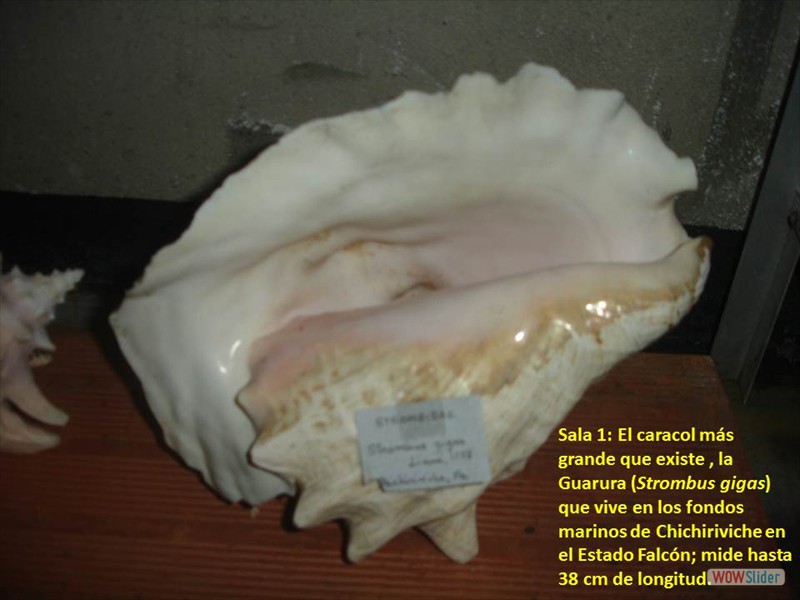 Diapositiva1