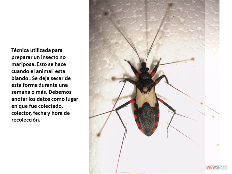 Diapositiva1