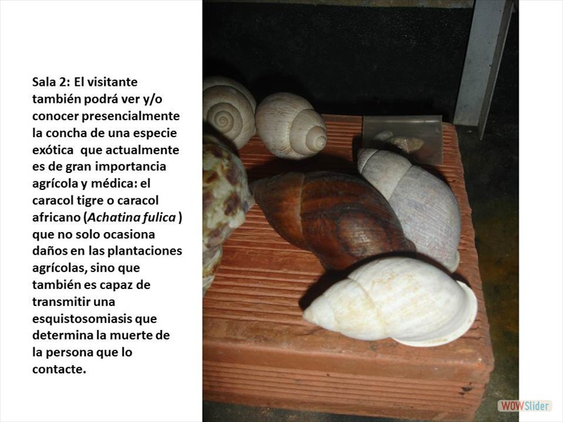 Diapositiva21