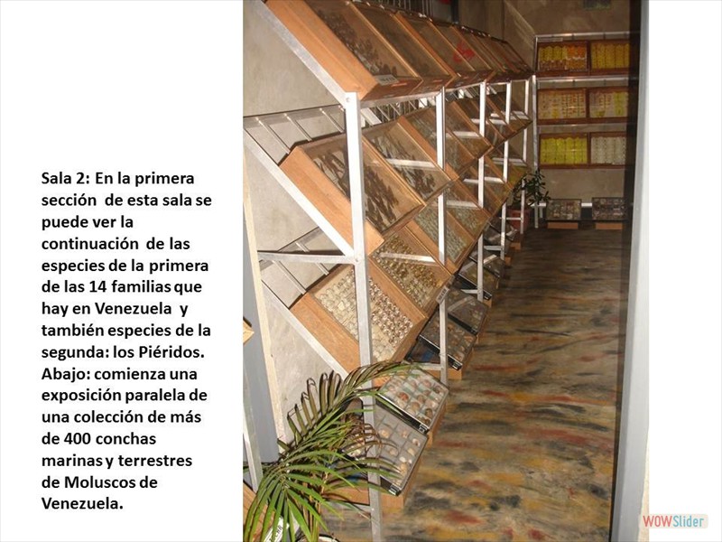 Diapositiva5