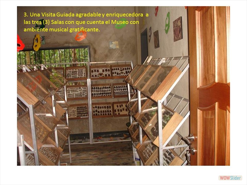 Diapositiva6