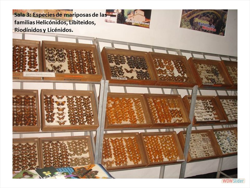 Diapositiva6