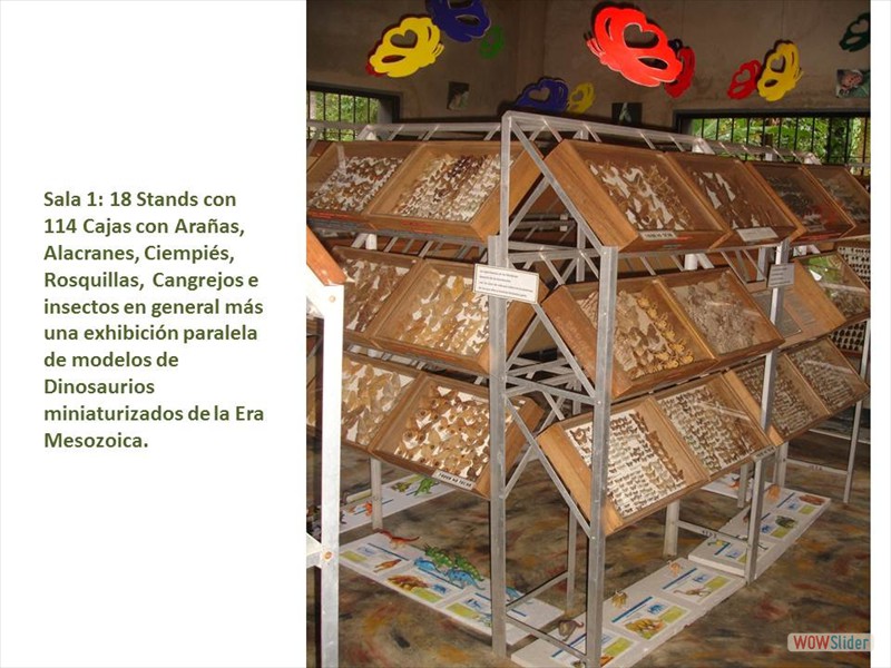 Diapositiva7