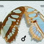 Bambusera