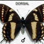Cacica