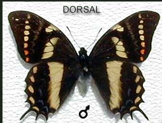 Cacica