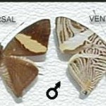 Cebra