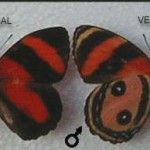 Cerocero