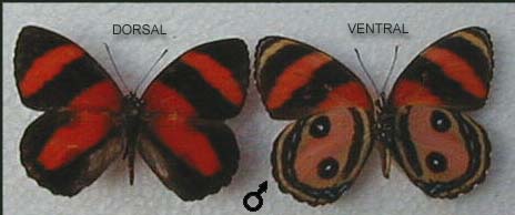Cerocero