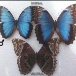 Maria Lionza o Mariposa Azul