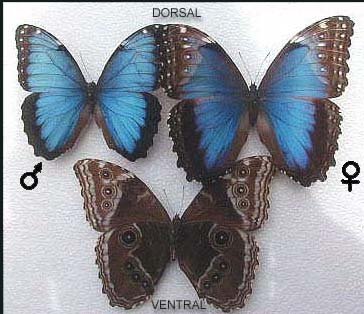 Maria Lionza o Mariposa Azul