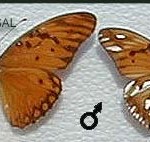 Parchitera