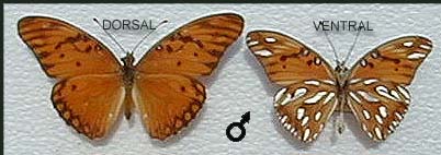 Parchitera