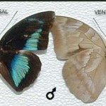 Reina