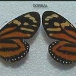 Tigra