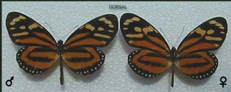Tigra