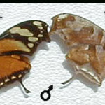 Tigresa