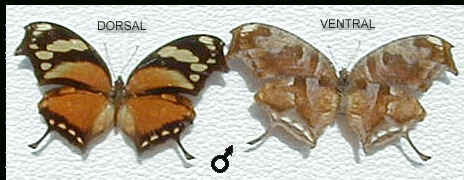 Tigresa